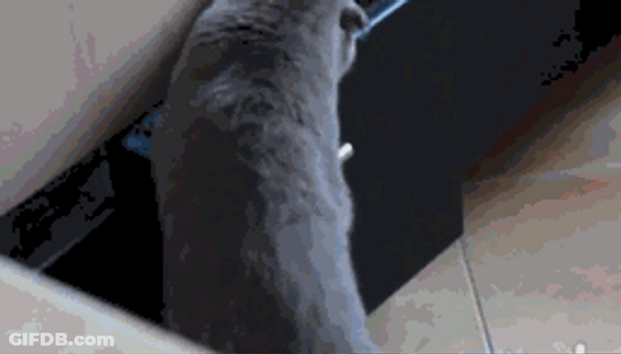 Neko Cabinet Snatch Caught On Cam GIF