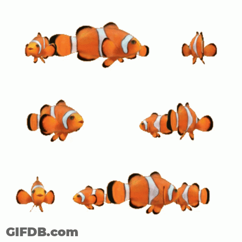 Nemo Swimming Many Fish GIF