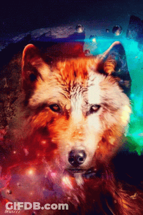 Neon Galaxy Front Face Fox GIF