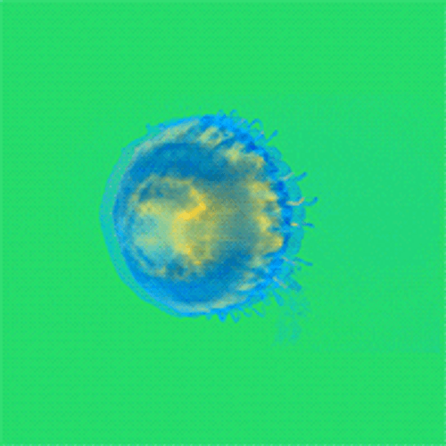 Neon Jellyfish Animation GIF