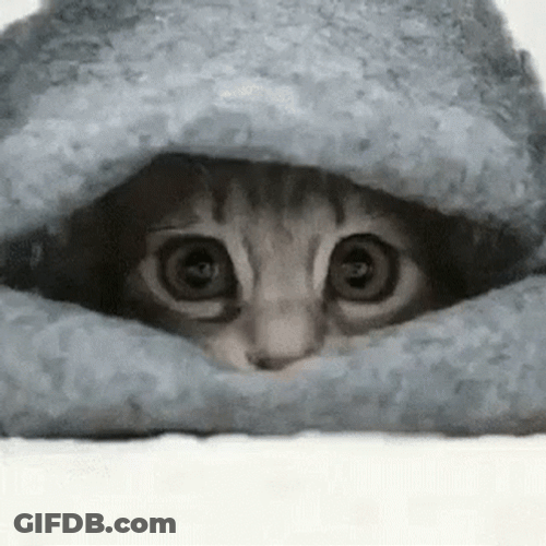 Nervous Hiding Looking Around Scared Cat GIF