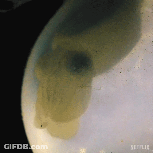 Netflix Logo GIF
