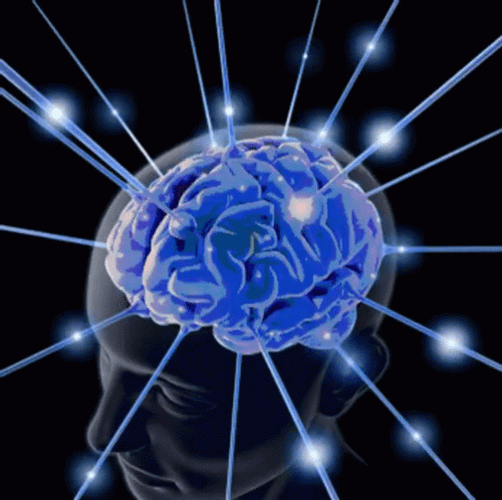 Neurons Of The Brain GIF