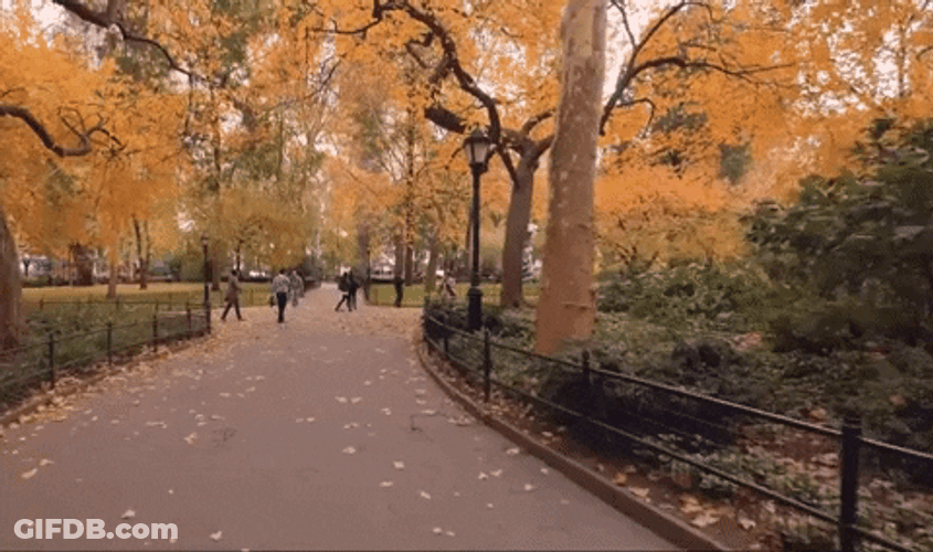 New York Central Park GIF