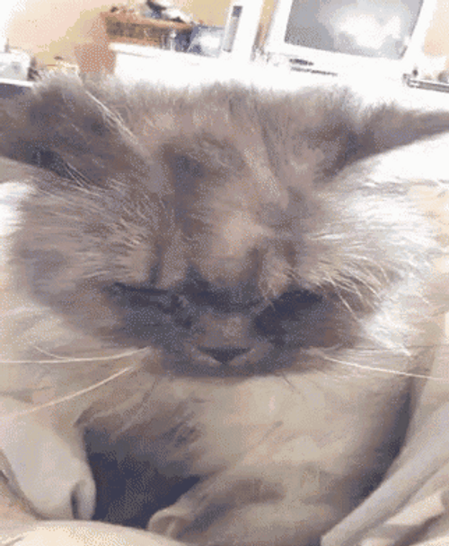 Newly Awake Grumpy Cat GIF
