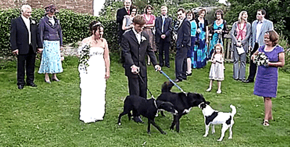 Newly Wed Bride GIF
