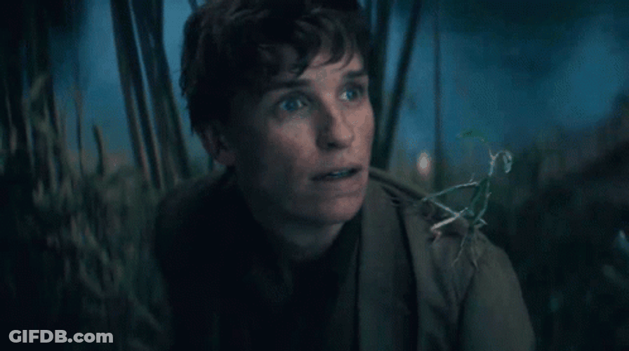 Newt Scamander And Pickett GIF