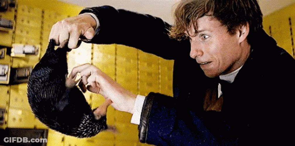 Newt Scamander Gold Bars And Coins GIF