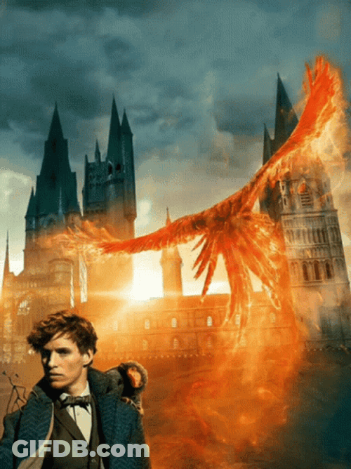 Newt Scamander Phoenix Animation GIF