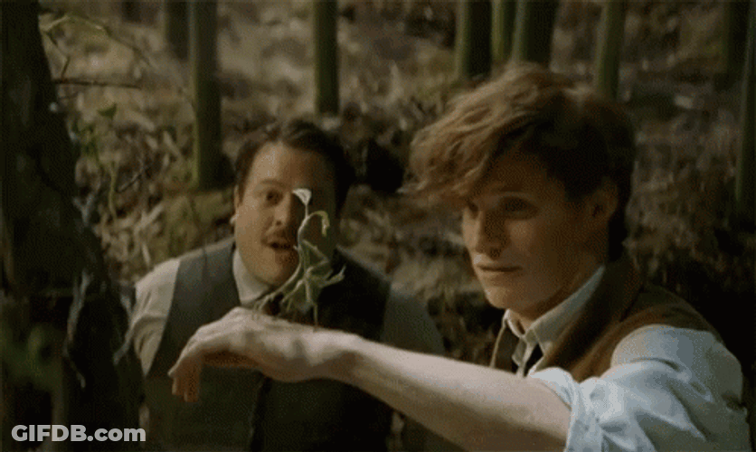 Newt Scamander Picking Up Pickett GIF