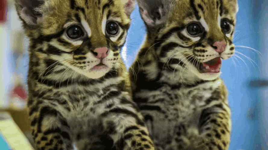 Next Decade Save Ocelots GIF