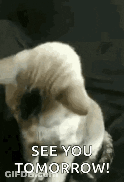 Nice To Meet You Cat GIF