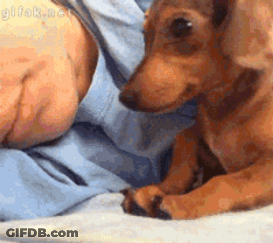 Night Cuddle Puppy GIF