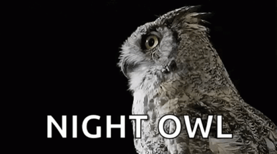 Night Owl Staring GIF