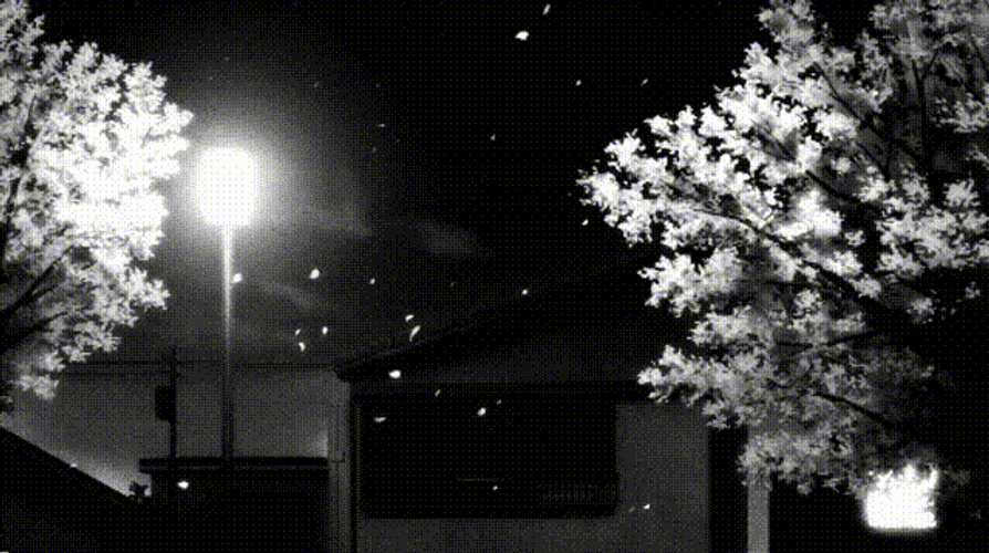 Night Sky Falling Leaves GIF