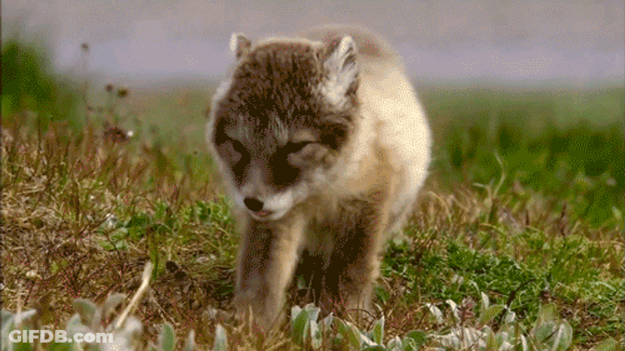 Night Sleepy Baby Fox GIF