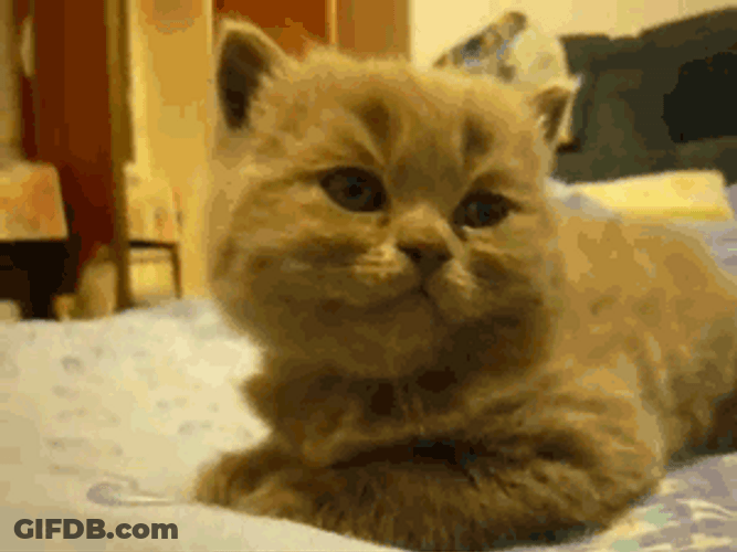 Night Sleepy Cat GIF