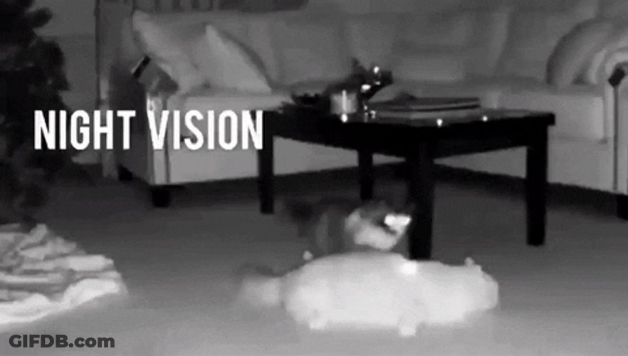 Night Vision Camera 2 Cats Caught Fighting GIF