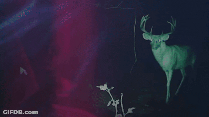 Night Vision Camera Reindeer Walking GIF