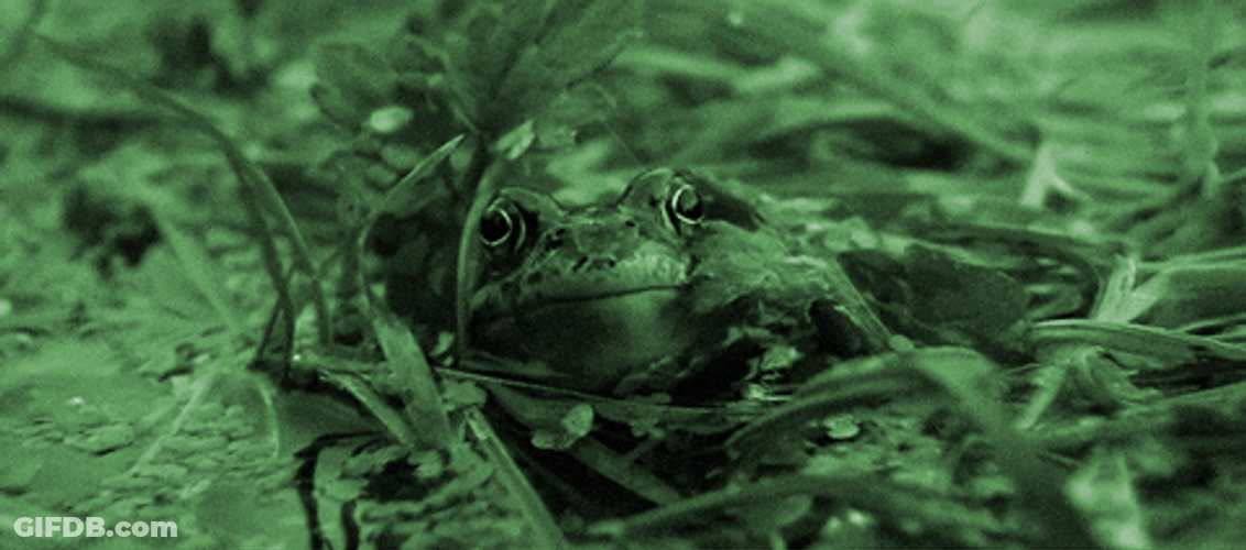 Night Vision Frog On Grass GIF