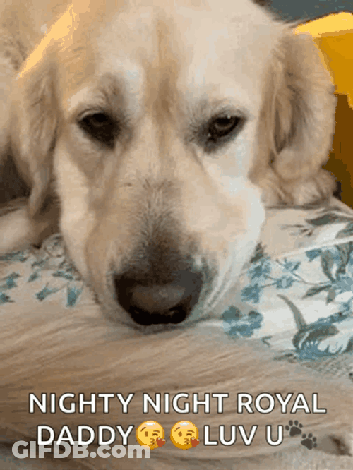 Nighty Night Royal Daddy GIF