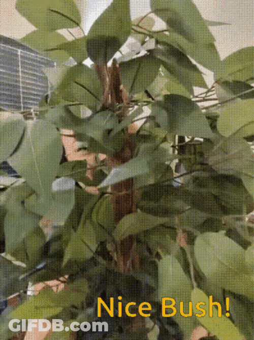 Niko2 Lucy Goosey GIF