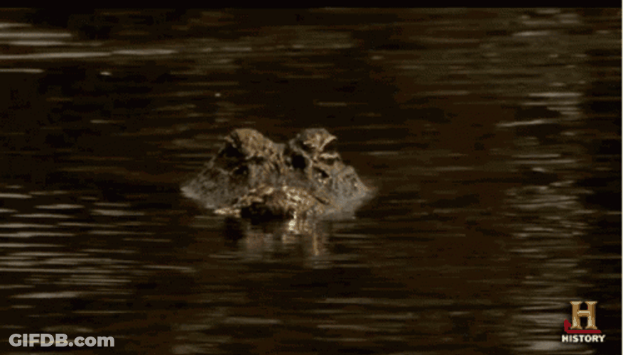 Nile Crocodile Watching GIF