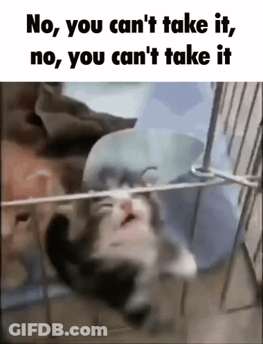 Nine Inch Nails Cat GIF