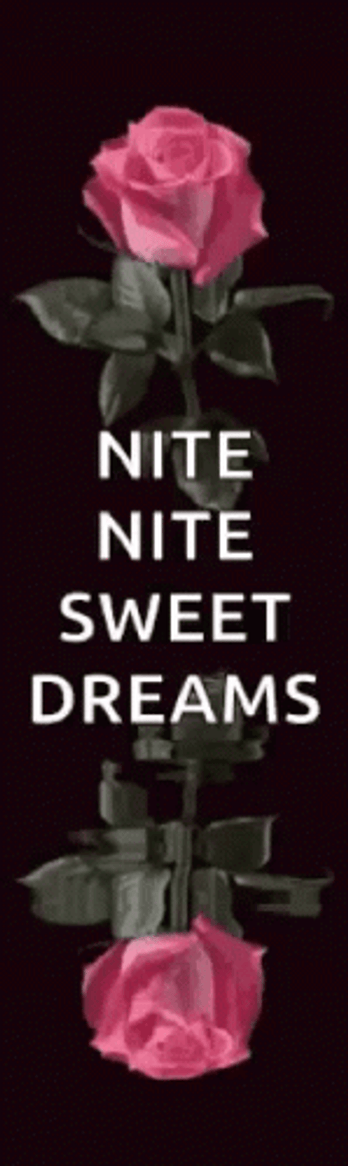 Nite Nite Sweet Dreams Pink Rose Water Reflection GIF