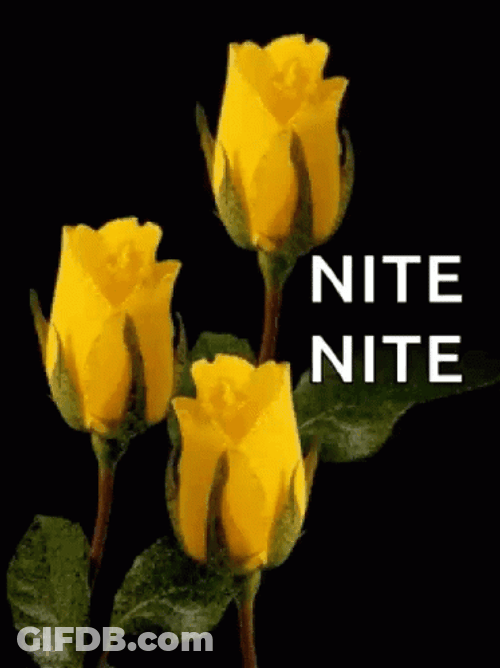 Nite Nite Three Yellow Roses Garden GIF