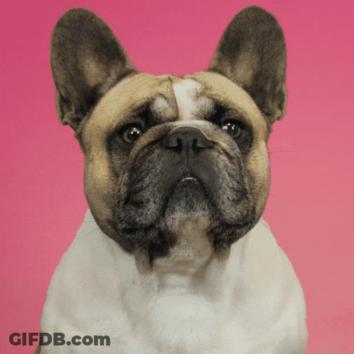 No Dog GIF