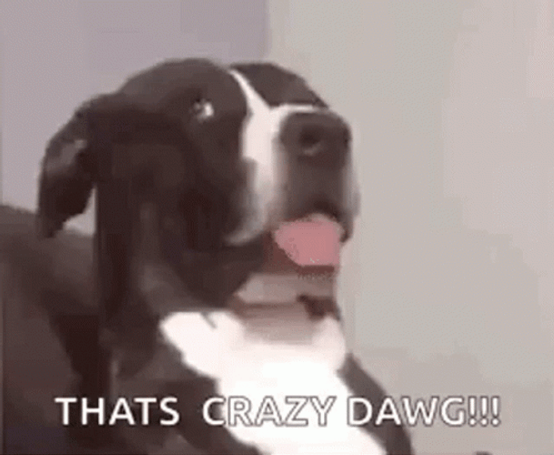 No From Me Dawg Crazy Dog GIF