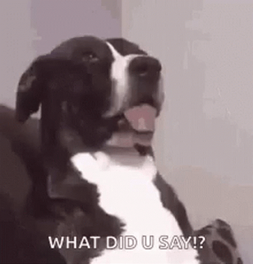 No From Me Dawg What Did You Say GIF