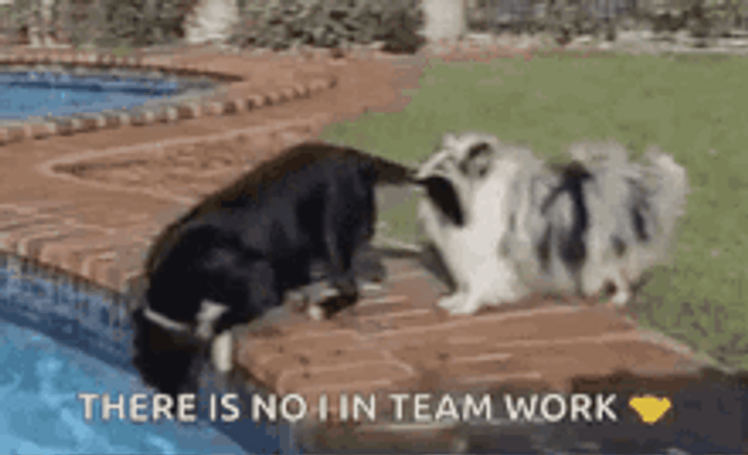 No I In Teamwork Dogs GIF