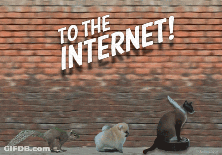 No Internet Animal Friends Running GIF