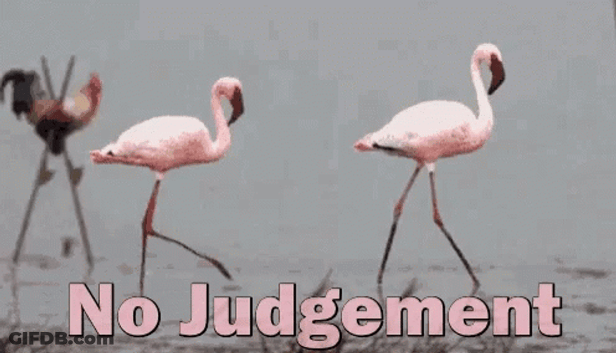 No Judgement Flamingo GIF
