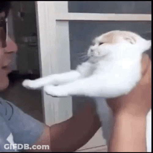 No Love Cat GIF