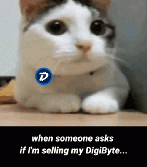 No Meme Cat  Digi Byte GIF