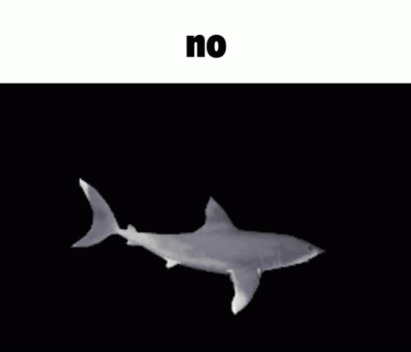 No Meme Funny Shark GIF