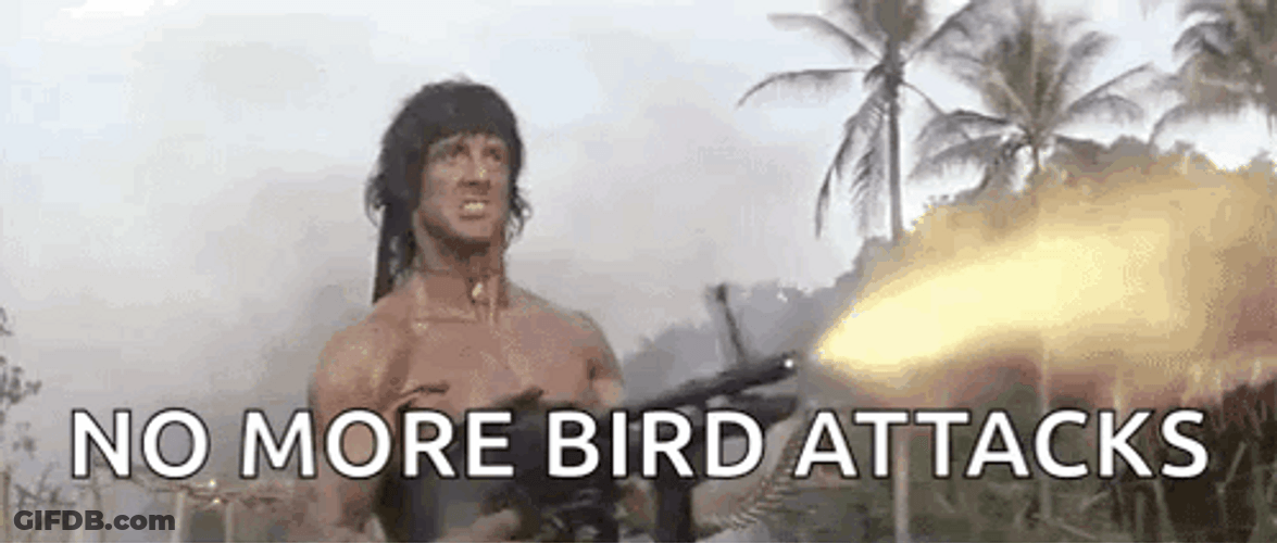 No More Bird Attacks Rambo Machine Gun GIF