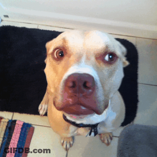 No No No Dog Head Shake GIF