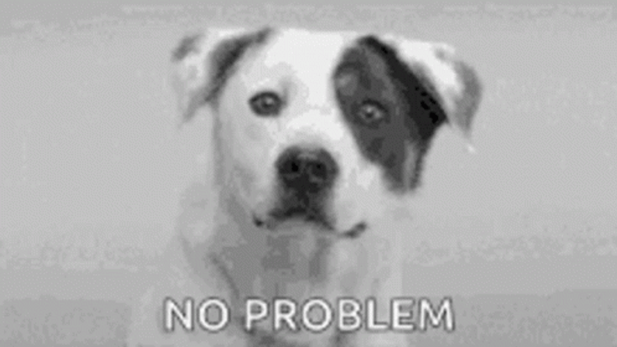 No Problemo Smile Dog GIF