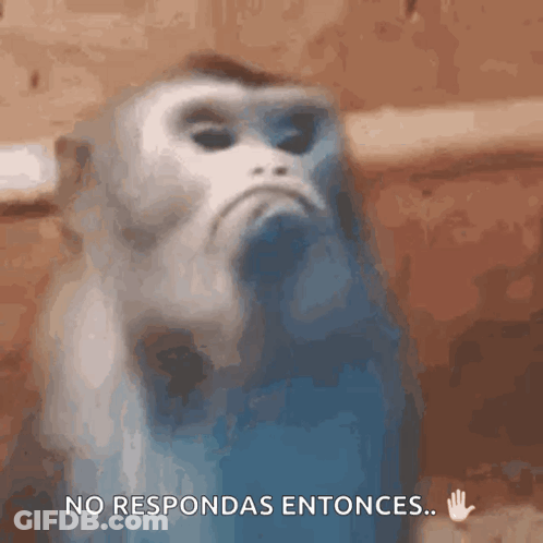 No Respondas Entonces Monkey GIF
