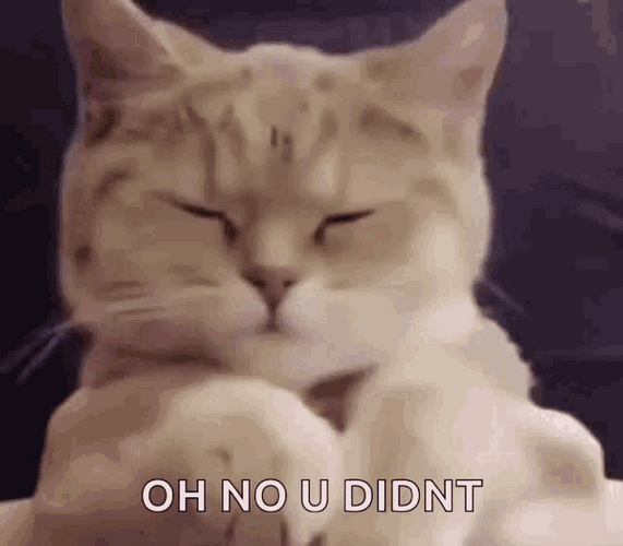 No U Didn't Cat GIF