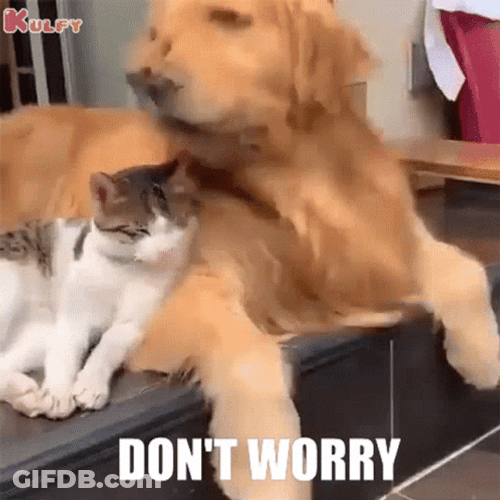 No Worries Don't Worry Dog Hugging Cat GIF