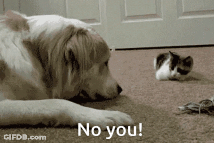 No You Are Cat Dog Carpet GIF