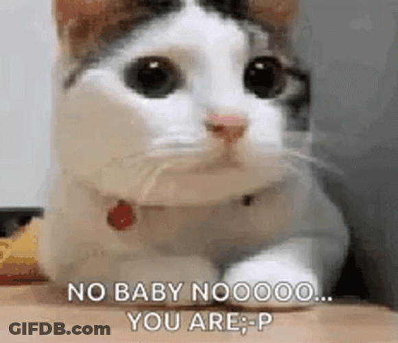 No You Are Cat Head Shake GIF