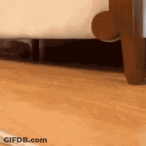 No You Are Lying Sliding Cat GIF