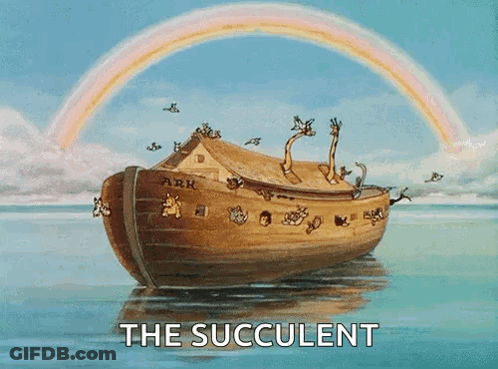 Noah's Ark Rainbow With The Succulent GIF