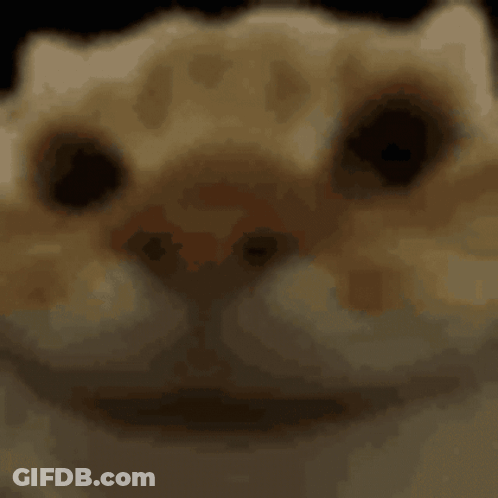 Nod Cat Hyper GIF